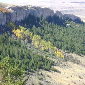 Forest with rock face in Bighorn Mountains
